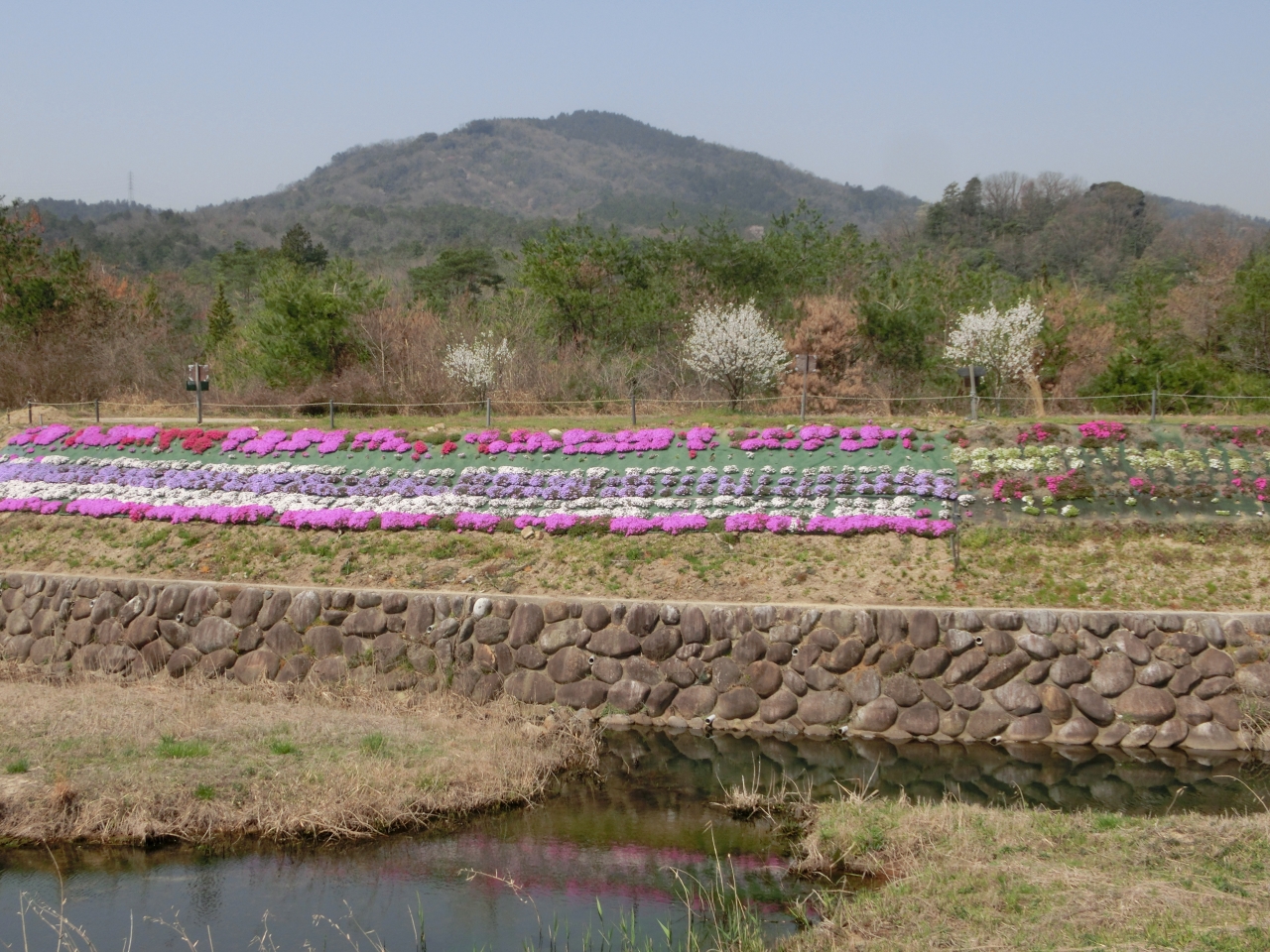 芝桜園周辺の天気予報 善光寺川芝桜園