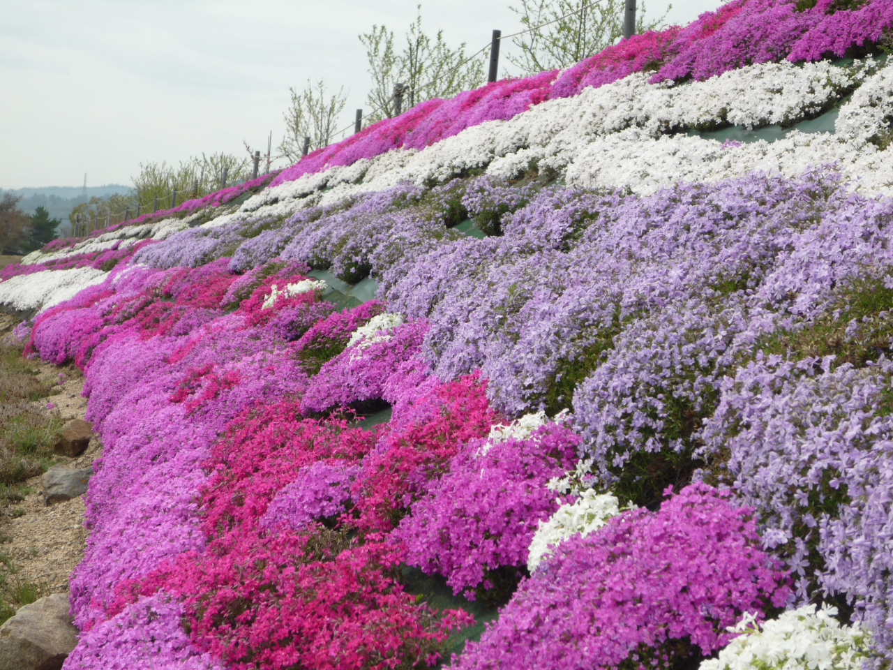 P1050522希望が丘 (８)