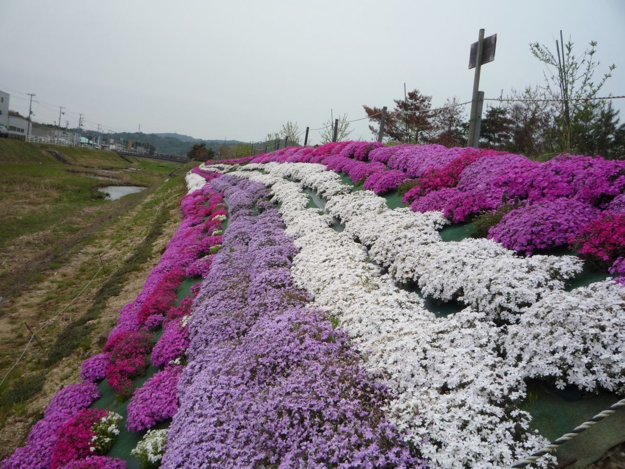 017芝桜